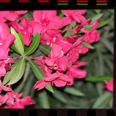 Flores rojas